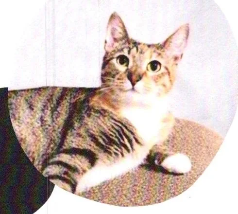 An adult medium-sized female Domestic Short Hair cat named Aurora for adoption in Anoka, MN