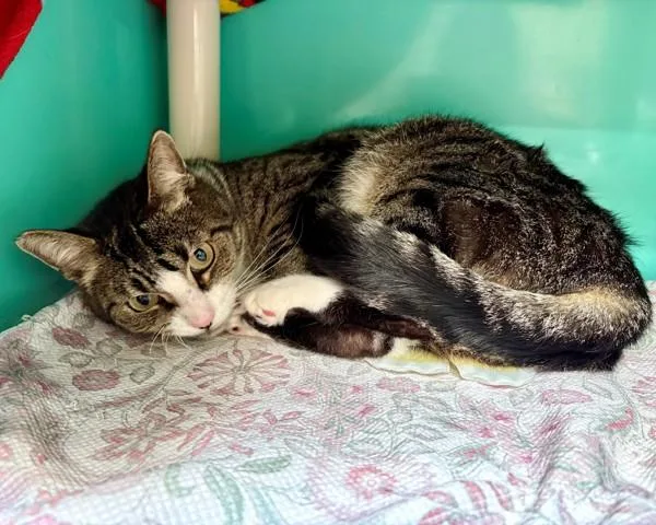 An adult small-sized male Domestic Short Hair cat named Billy for adoption in Novato, CA