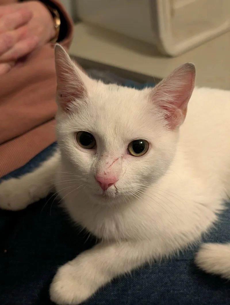 A young medium-sized female White Domestic Short Hair cat named Lily von Schneeflocke for adoption in Cary, NC