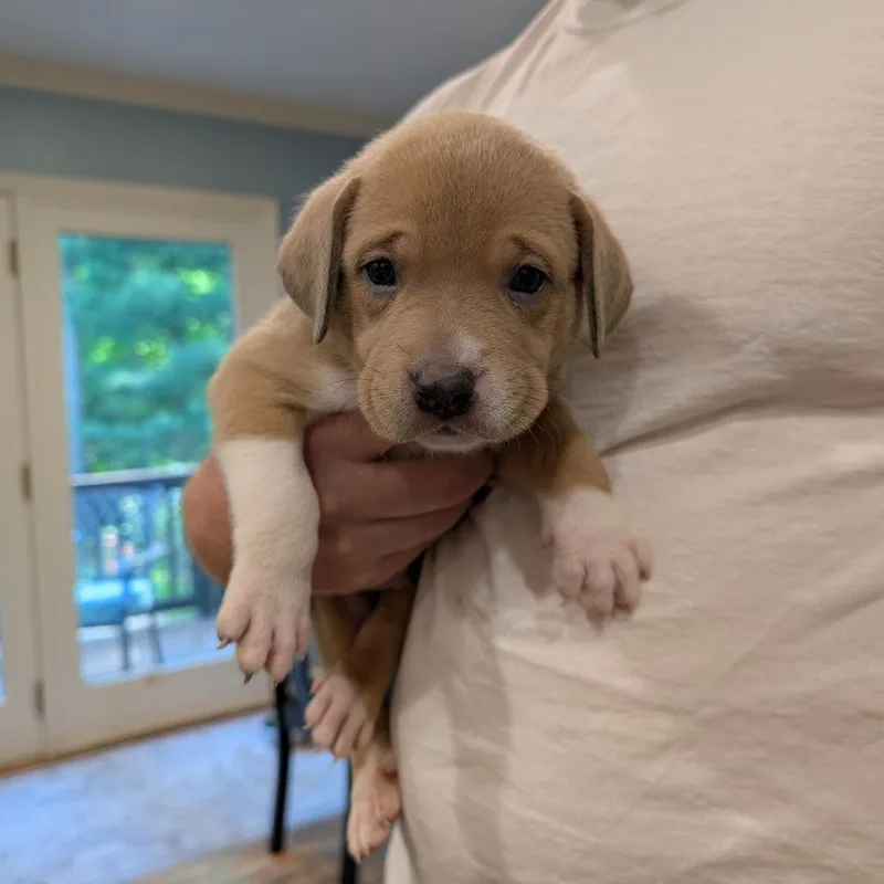 Birdie Pup  Hawk