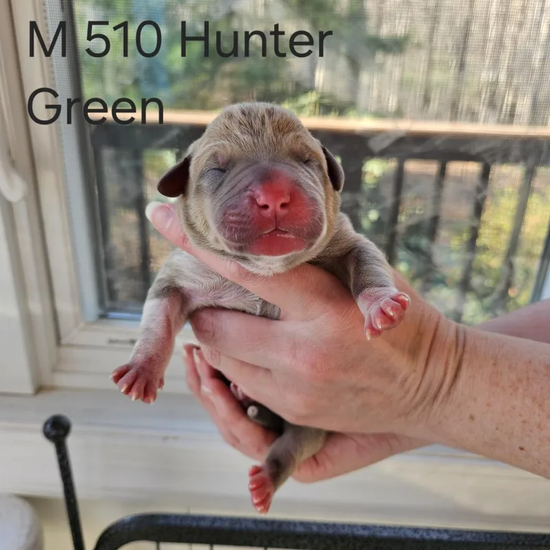 Birdie Pup  Hawk thumbnail 2
