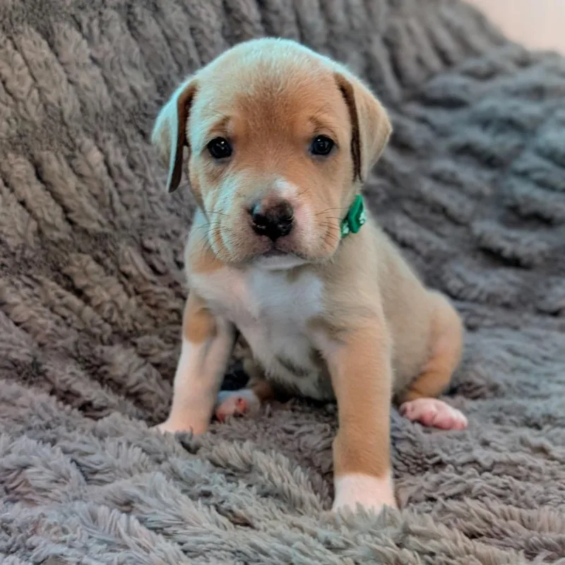 Birdie Pup  Hawk thumbnail 3