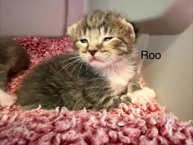 Roo