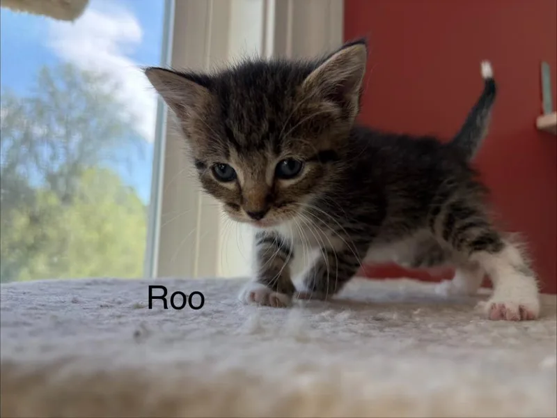 Roo thumbnail 2