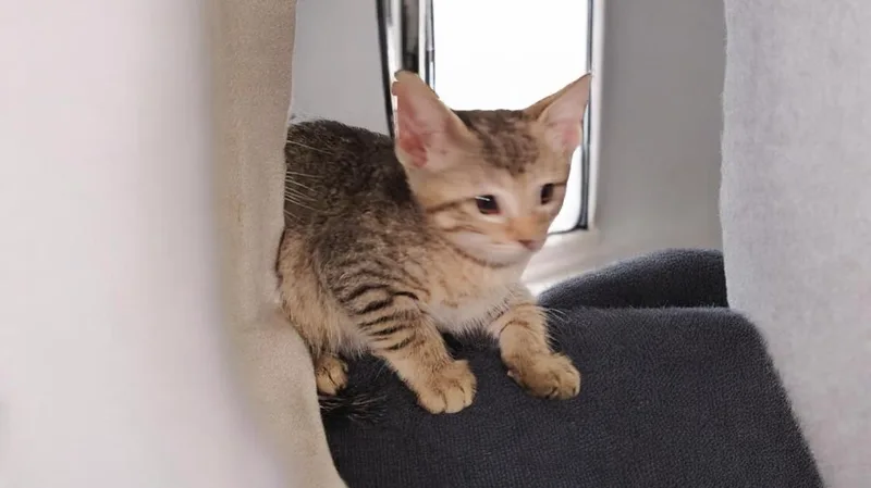 A baby medium-sized female Domestic Short Hair cat named Paisley for adoption in Richland Hills, TX