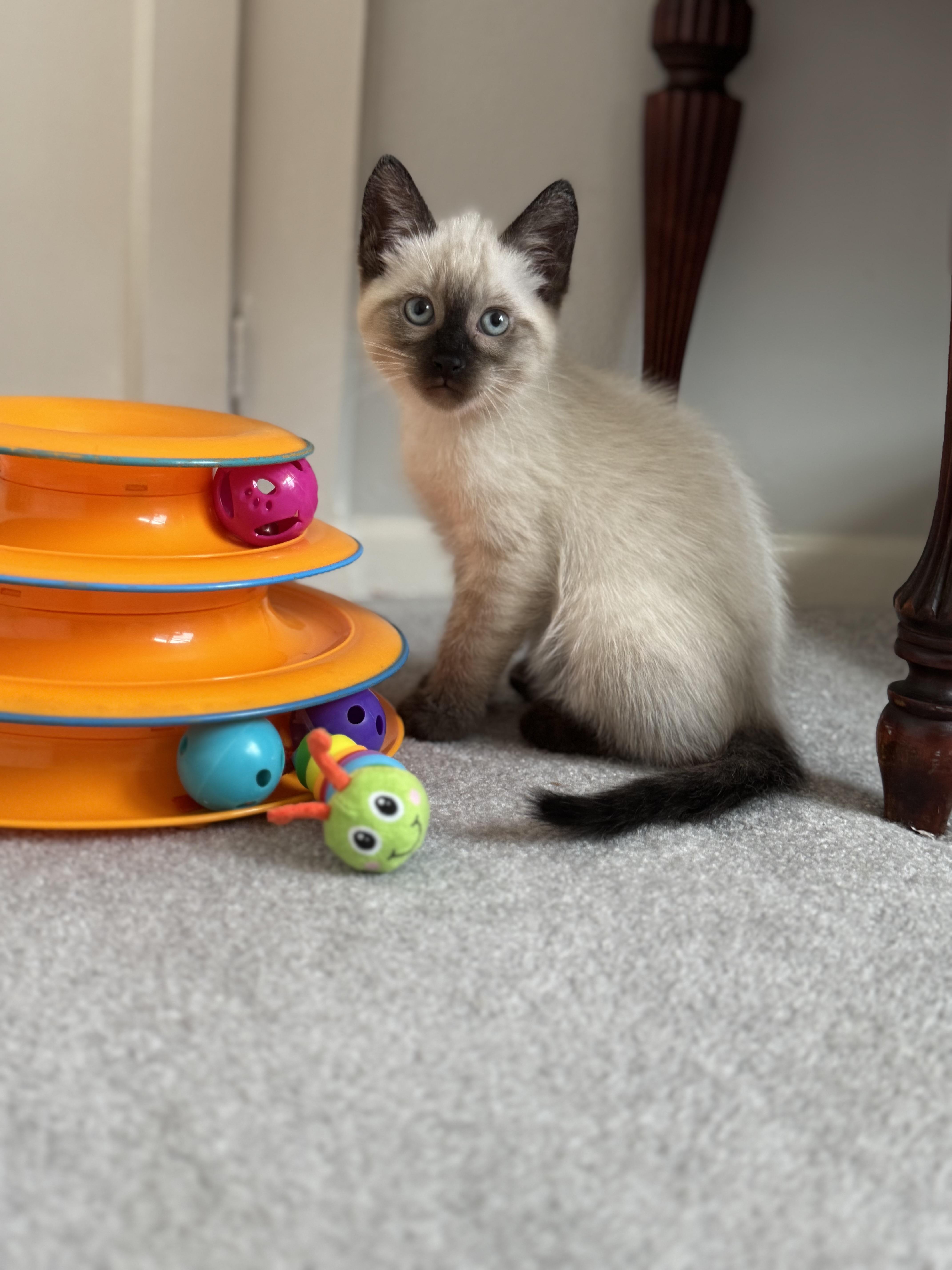 A young medium-sized male Brown / Chocolate Siamese cat named Napoleon for adoption in Helendale, CA