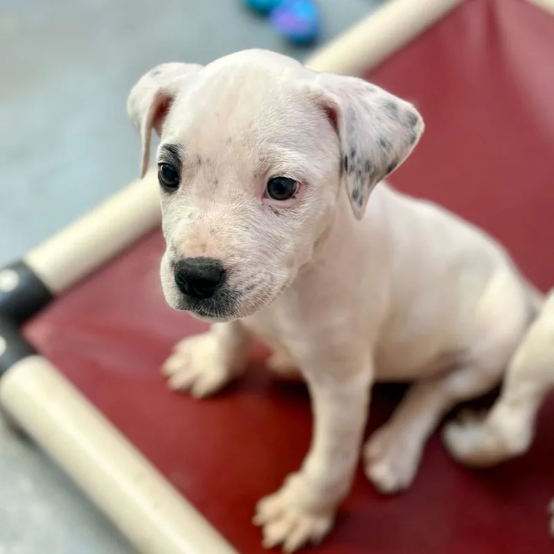 A baby small-sized female White / Cream American Bulldog dog named Nanny Nugget for adoption in New Fairfield, CT