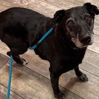 A senior medium-sized male Labrador Retriever dog named Doc Yrly for adoption in Sidney, OH