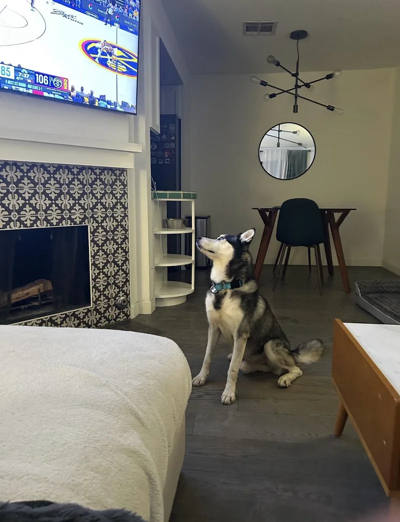 An adult medium-sized male Gray / Blue / Silver Husky dog named Benji for adoption in Tarzana, CA