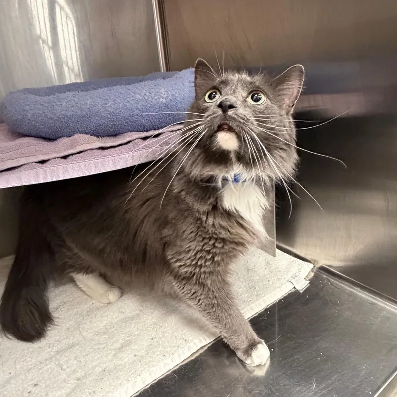An adult large-sized male Gray / Blue / Silver Domestic Medium Hair cat named Fluff for adoption in Hamburg, NY