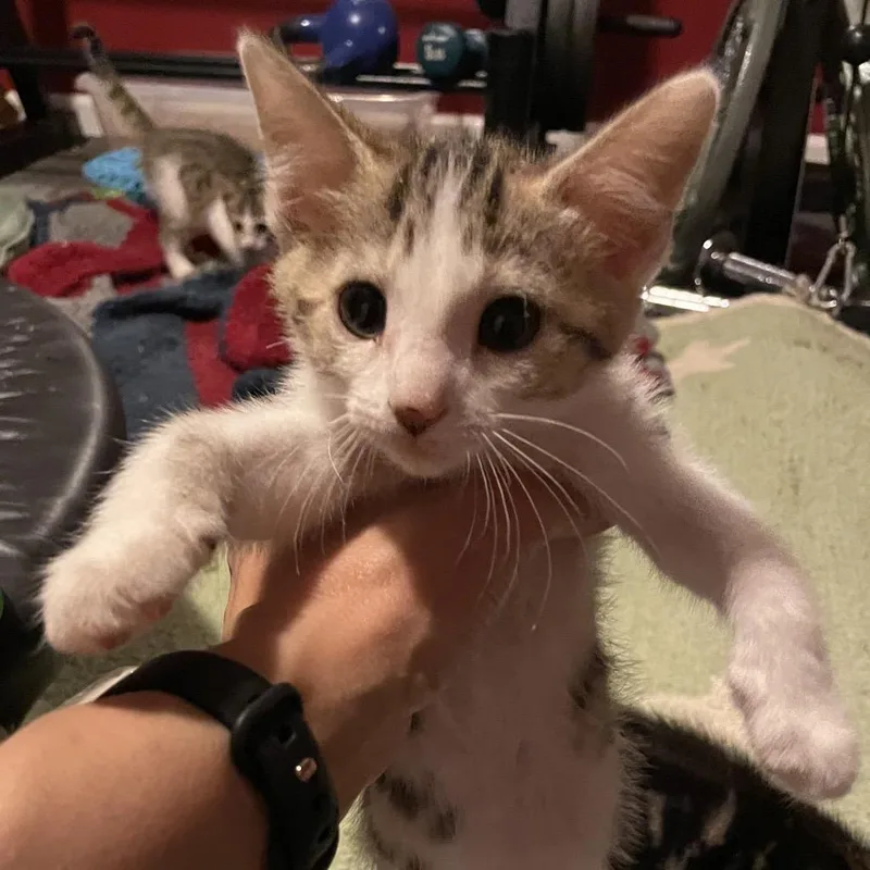 A baby small-sized female Brown / Chocolate Domestic Short Hair cat named Kiwi for adoption in Springboro, OH