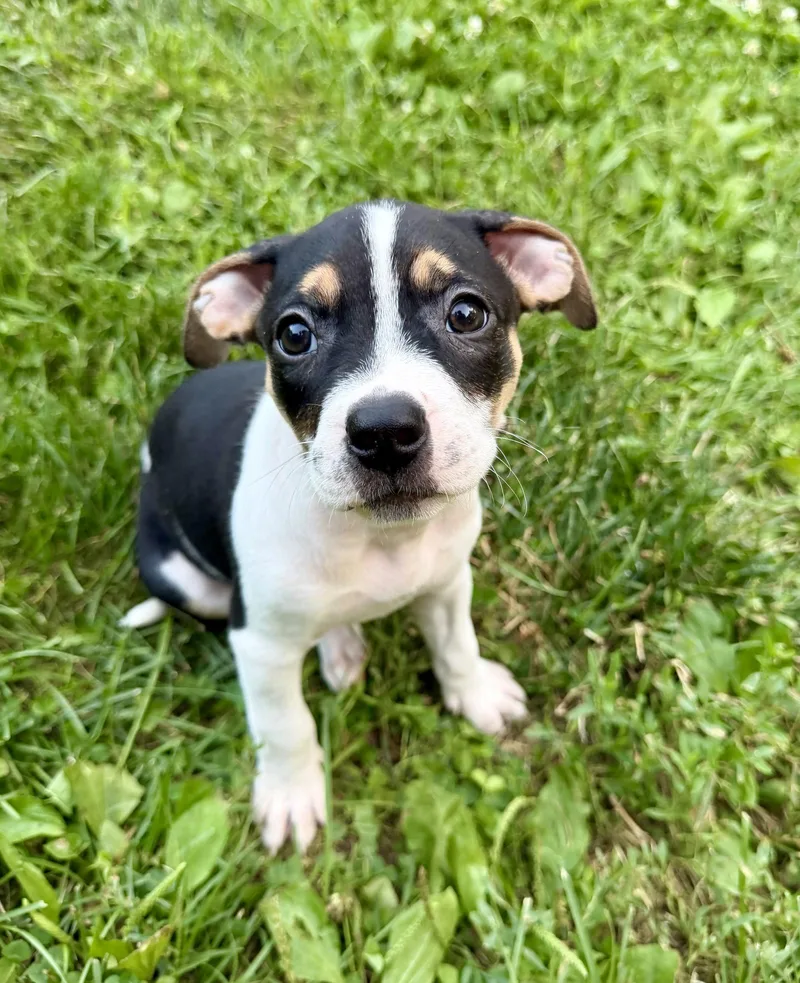 A baby medium-sized female Pit Bull Terrier dog named Savanna for adoption in Barnhart, MO
