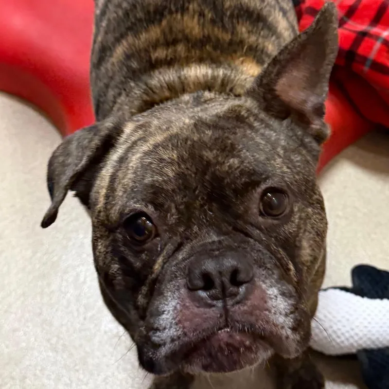 An adult medium-sized male Brindle Mixed Breed dog named Greek for adoption in Waukesha, WI