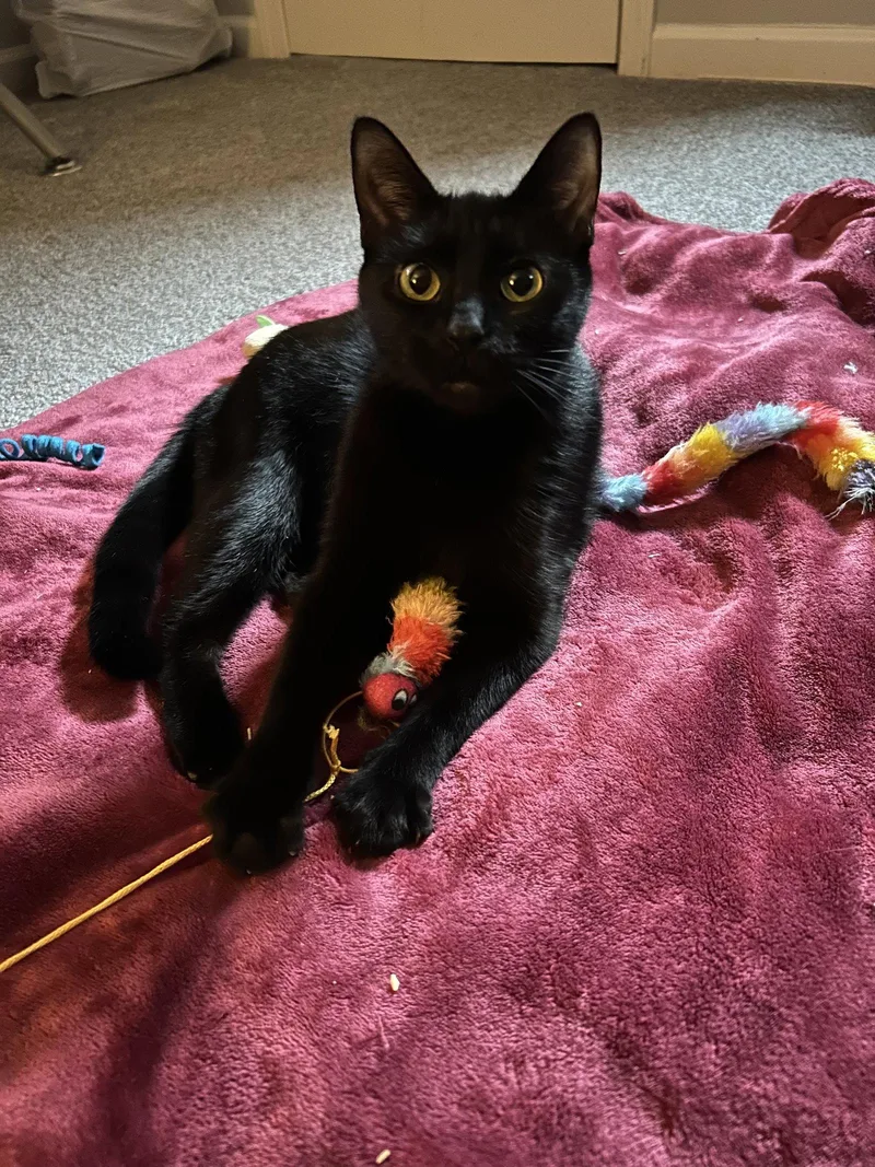 A young small-sized female Black Domestic Short Hair cat named Khaleesi for adoption in Columbus, OH