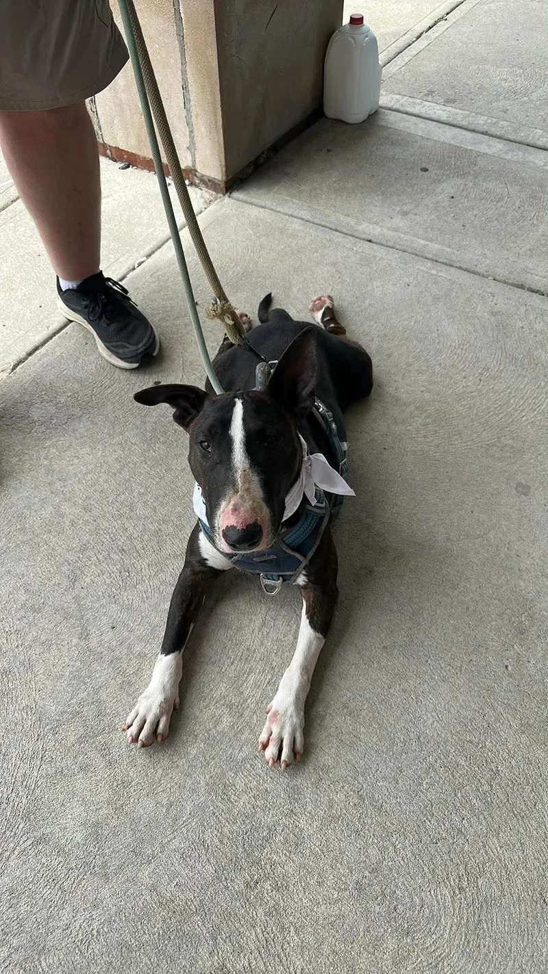 A young medium-sized female Bicolor Bull Terrier dog named Henney for adoption in Plain City, OH