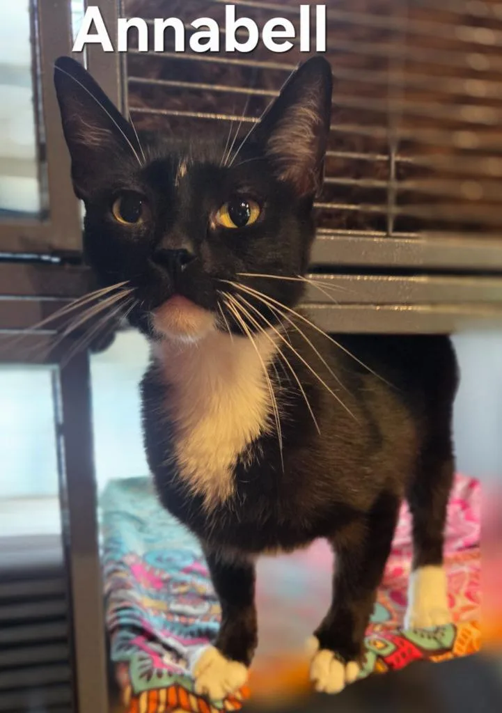 A young small-sized female Domestic Short Hair cat named Annabell for adoption in Rutherfordton, NC