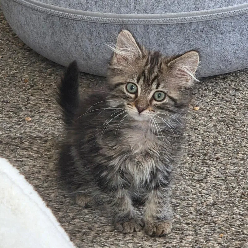 A baby medium-sized male Domestic Medium Hair cat named Kashtan for adoption in Candler, NC