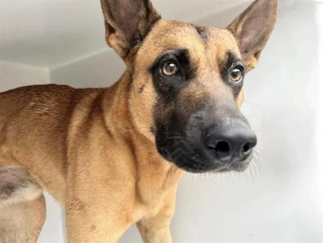 A young large-sized male German Shepherd Dog dog named A for adoption in Houston, TX