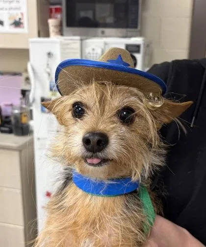 An adult medium-sized male Yorkshire Terrier dog named Cowboy for adoption in Westland, MI