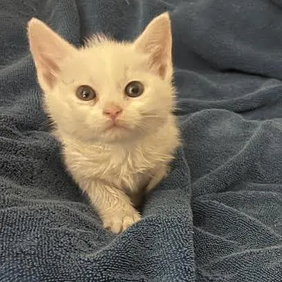 A baby small-sized male White Domestic Short Hair cat named Cream In Burke for adoption in Alexandria, VA