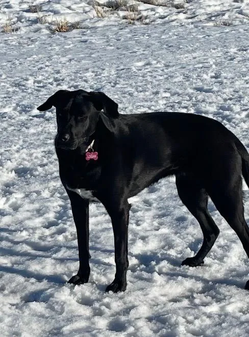An adult medium-sized female Labrador Retriever dog named Logan for adoption in Heber City, UT