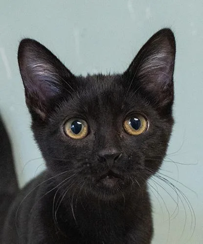 A baby small-sized female Black Domestic Short Hair cat named Raisin for adoption in Encinitas, CA