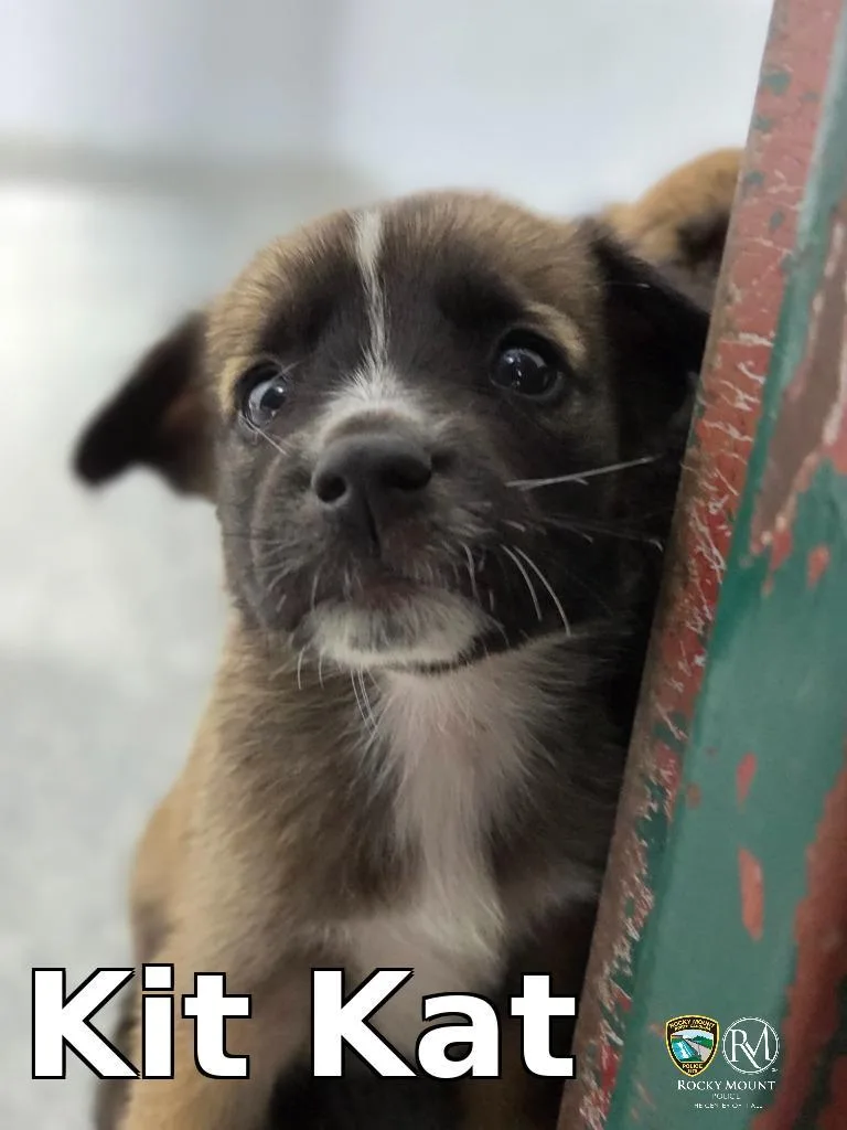 Kit Kat