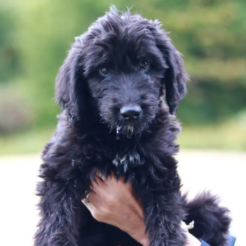 A baby medium-sized male Aussiedoodle dog named CT Butkus avail Sep for adoption in Stormville, NY