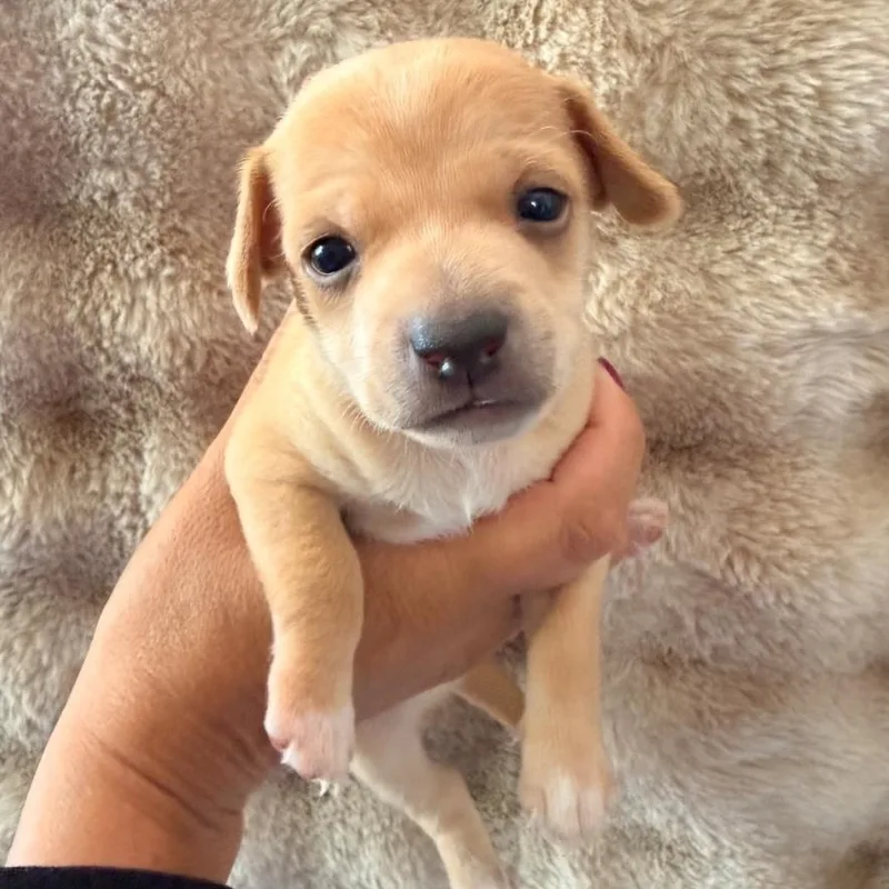 A baby small-sized female Apricot / Beige Rat Terrier dog named Flower for adoption in Brentwood, CA