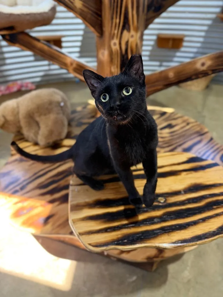 A young medium-sized female Domestic Short Hair cat named Mocha for adoption in Pierceton, IN