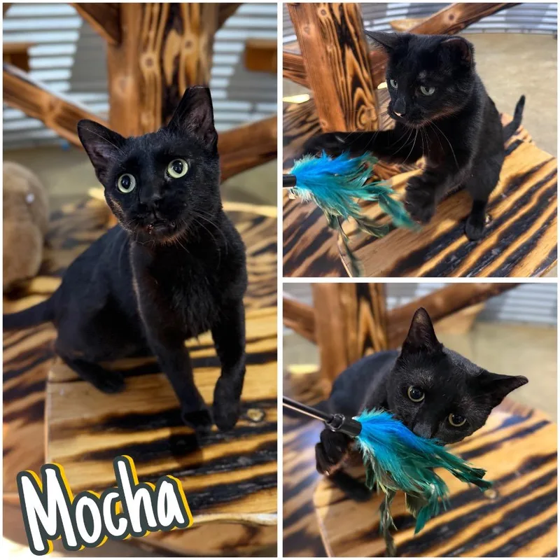 Mocha thumbnail 5