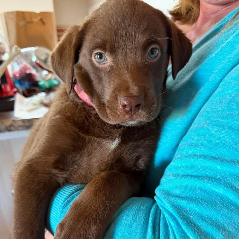A baby large-sized female Brown / Chocolate Chocolate Labrador Retriever dog named River for adoption in Edwards, IL