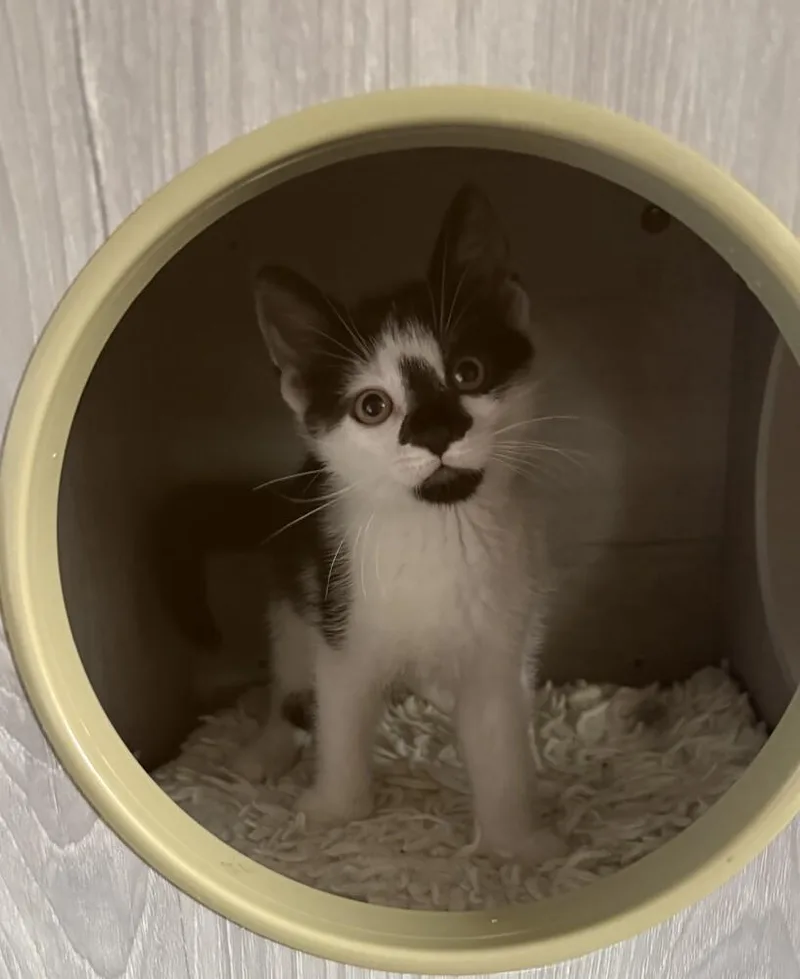 A baby small-sized male Domestic Short Hair cat named Ambrose for adoption in Ferndale, MI