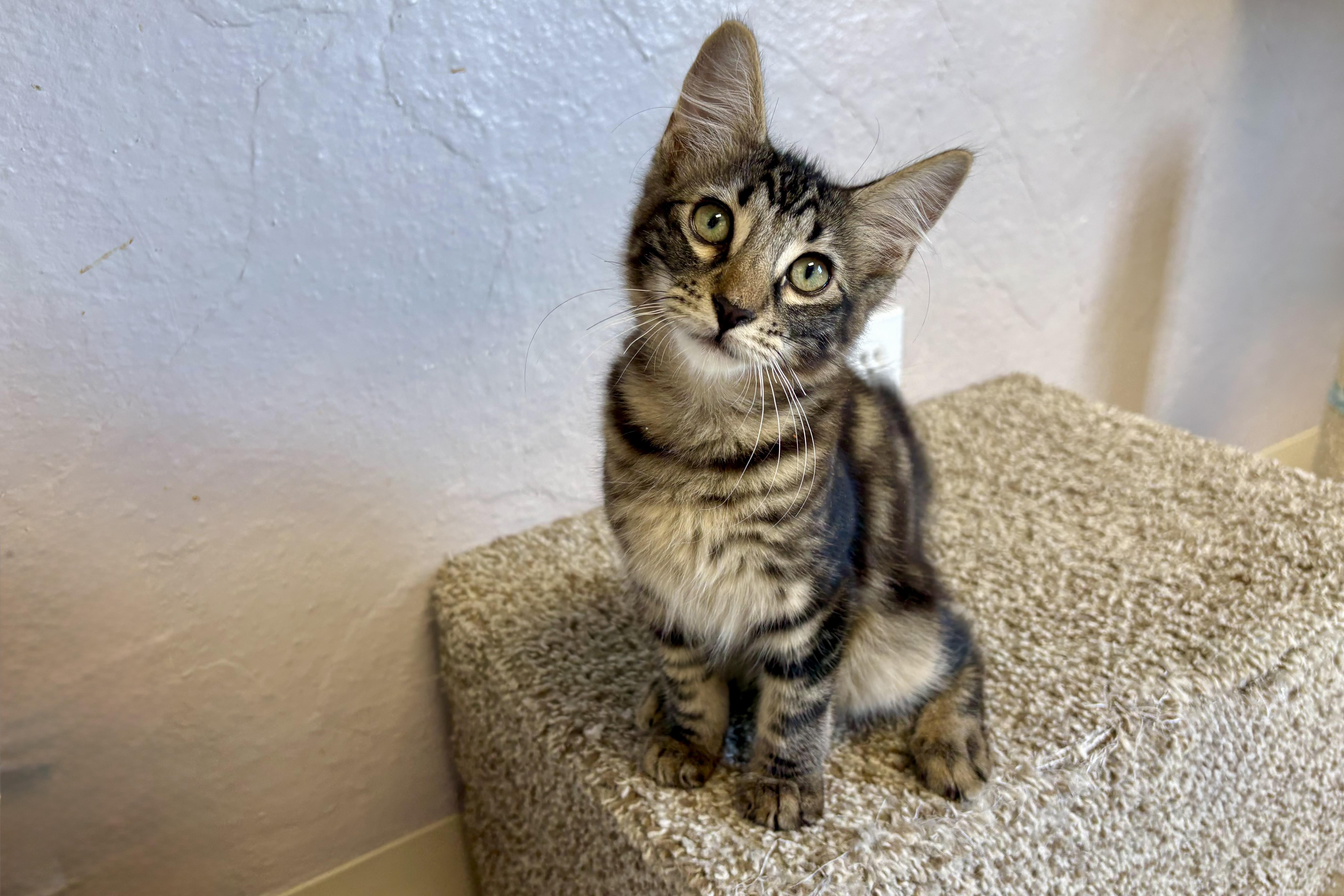 A baby small-sized male Domestic Medium Hair cat named Marlo for adoption in Fountain Hills, AZ