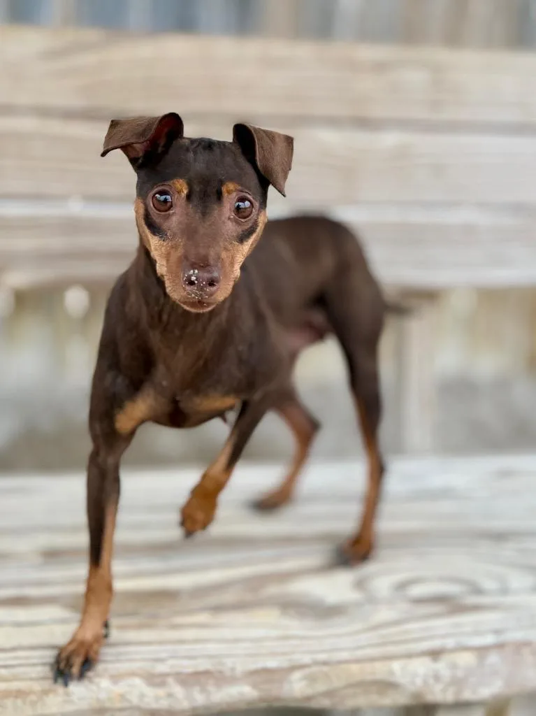 A young small-sized female Miniature Pinscher dog named Mary Jane for adoption in Muskegon, MI