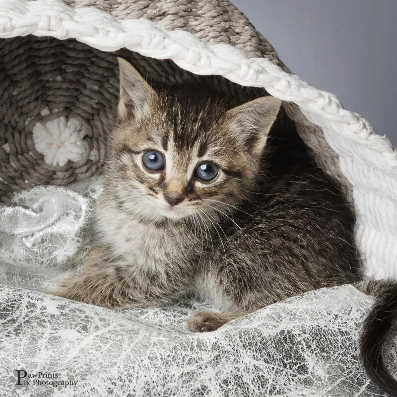 A young medium-sized male Tabby (Brown / Chocolate) Domestic Short Hair cat named Tobias for adoption in Maryville, TN