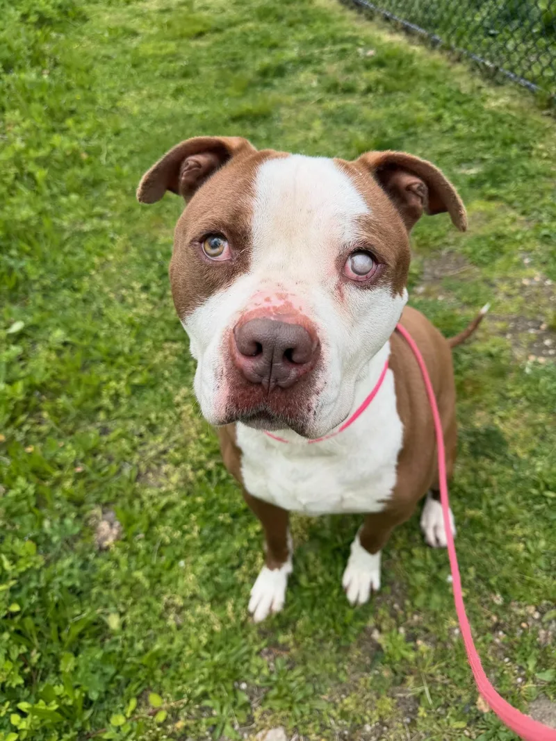 An adult large-sized male Brown / Chocolate Pit Bull Terrier dog named Blue Tag for adoption in Central Islip, NY