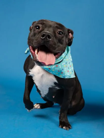 An adult medium-sized female Mixed Breed dog named Springy for adoption in Atlanta, GA