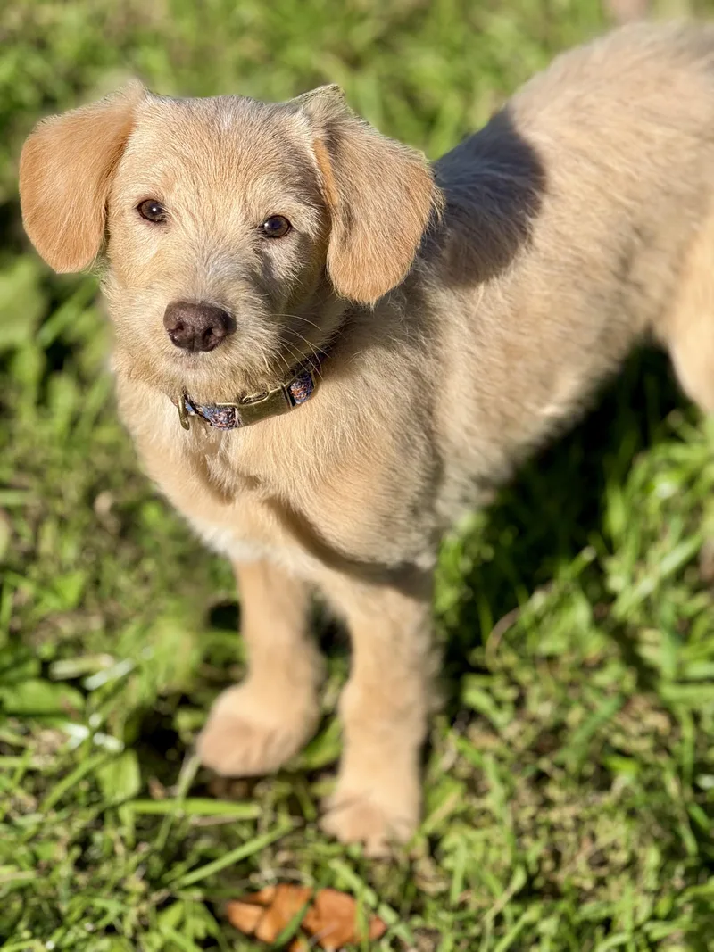 A baby small-sized male Pomsky dog named Tigger for adoption in Waukesha , WI