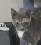 A young medium-sized female Dilute Tortoiseshell Domestic Short Hair cat named Willow for adoption in Liverpool, TX