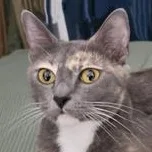 Willow thumbnail 3