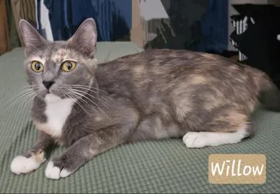 Willow thumbnail 6