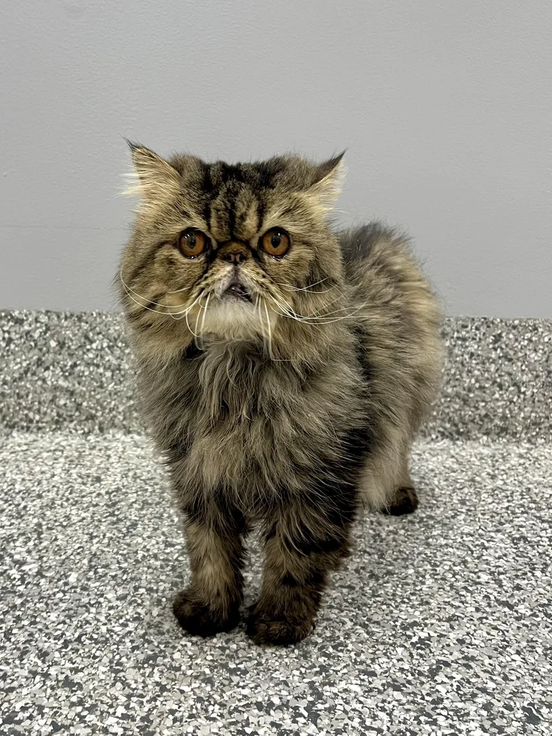 An adult medium-sized male Persian cat named Gene for adoption in Blaine, MN