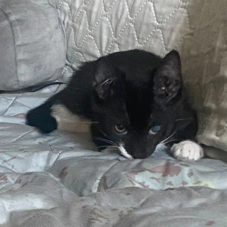 A baby small-sized female Black Domestic Short Hair cat named Sushi Go for adoption in Long Beach, CA