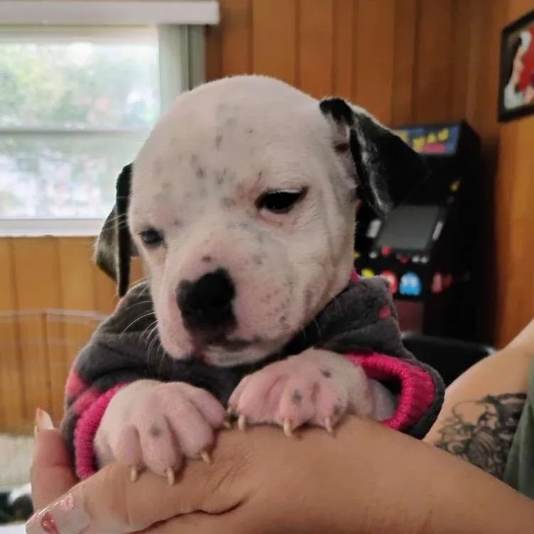 A baby medium-sized female White / Cream Catahoula Leopard Dog dog named Ivy for adoption in Merritt Island, FL