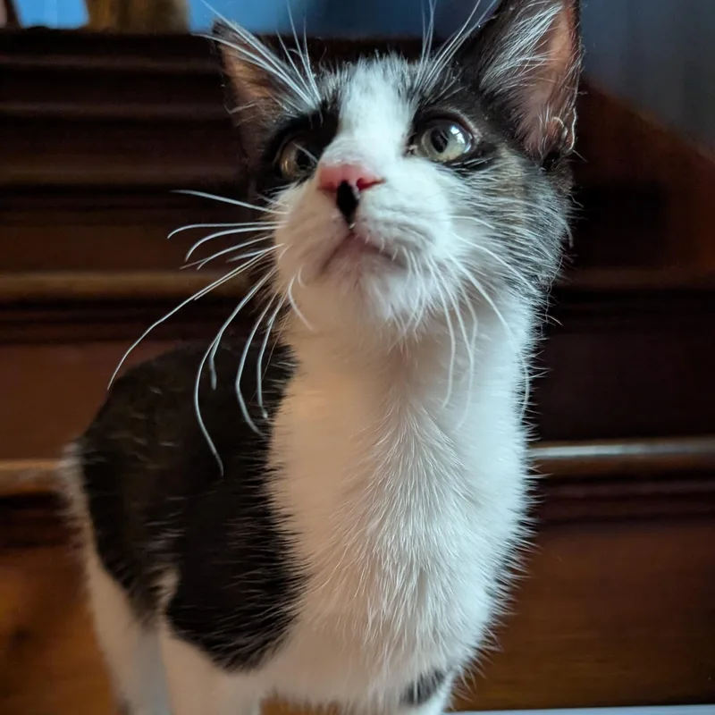 A baby medium-sized female Black & White / Tuxedo Domestic Short Hair cat named Scarlett for adoption in Omaha, NE