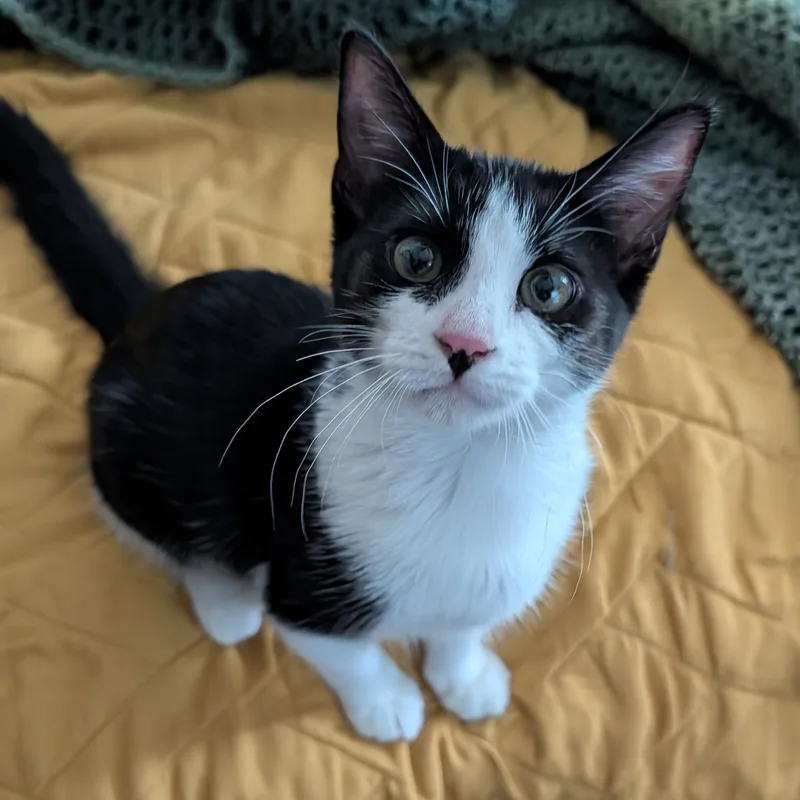 Scarlett thumbnail 3