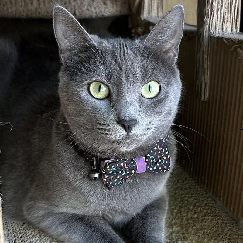 A young medium-sized female Gray / Blue / Silver Russian Blue cat named Burrell for adoption in North Hollywood, CA