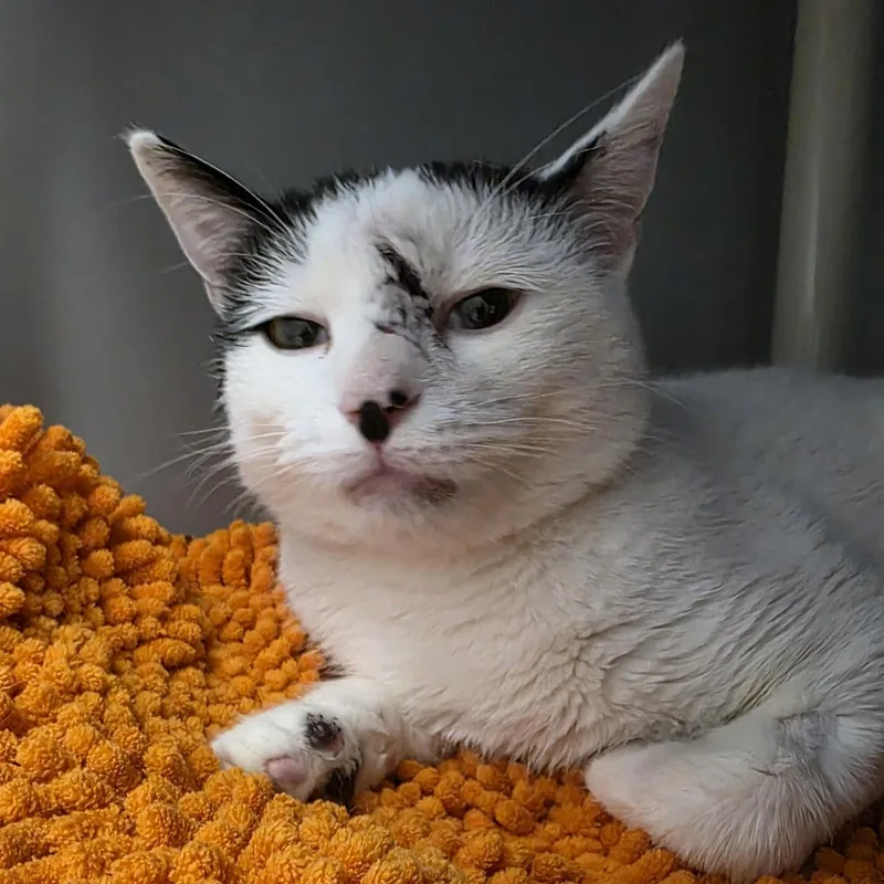 A young medium-sized male White Domestic Short Hair cat named Estero for adoption in Cooperstown, NY