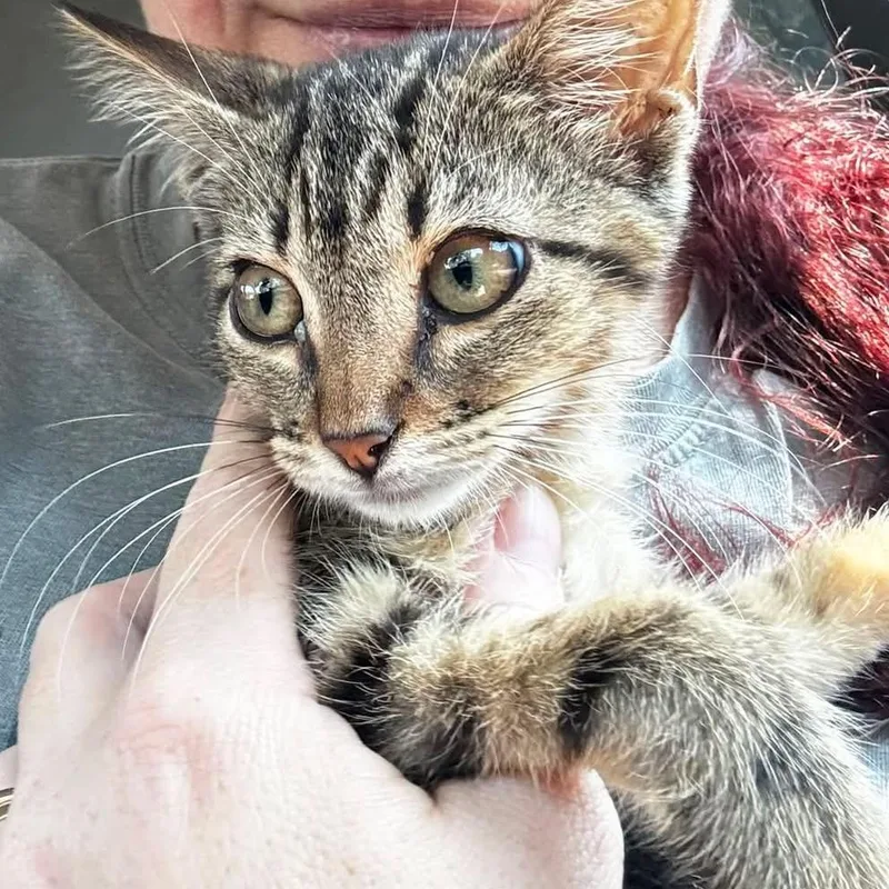 A baby medium-sized male American Shorthair cat named Bigger for adoption in Monroeville, AL